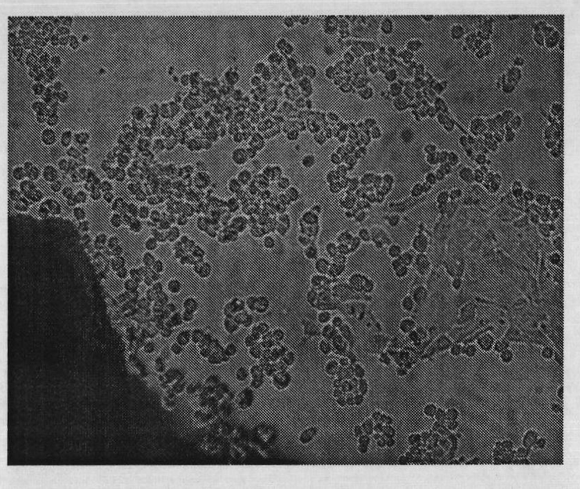 Method for culturing tissue blocks of mammary epithelial cells