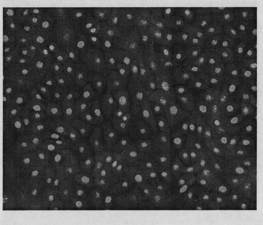 Method for culturing tissue blocks of mammary epithelial cells