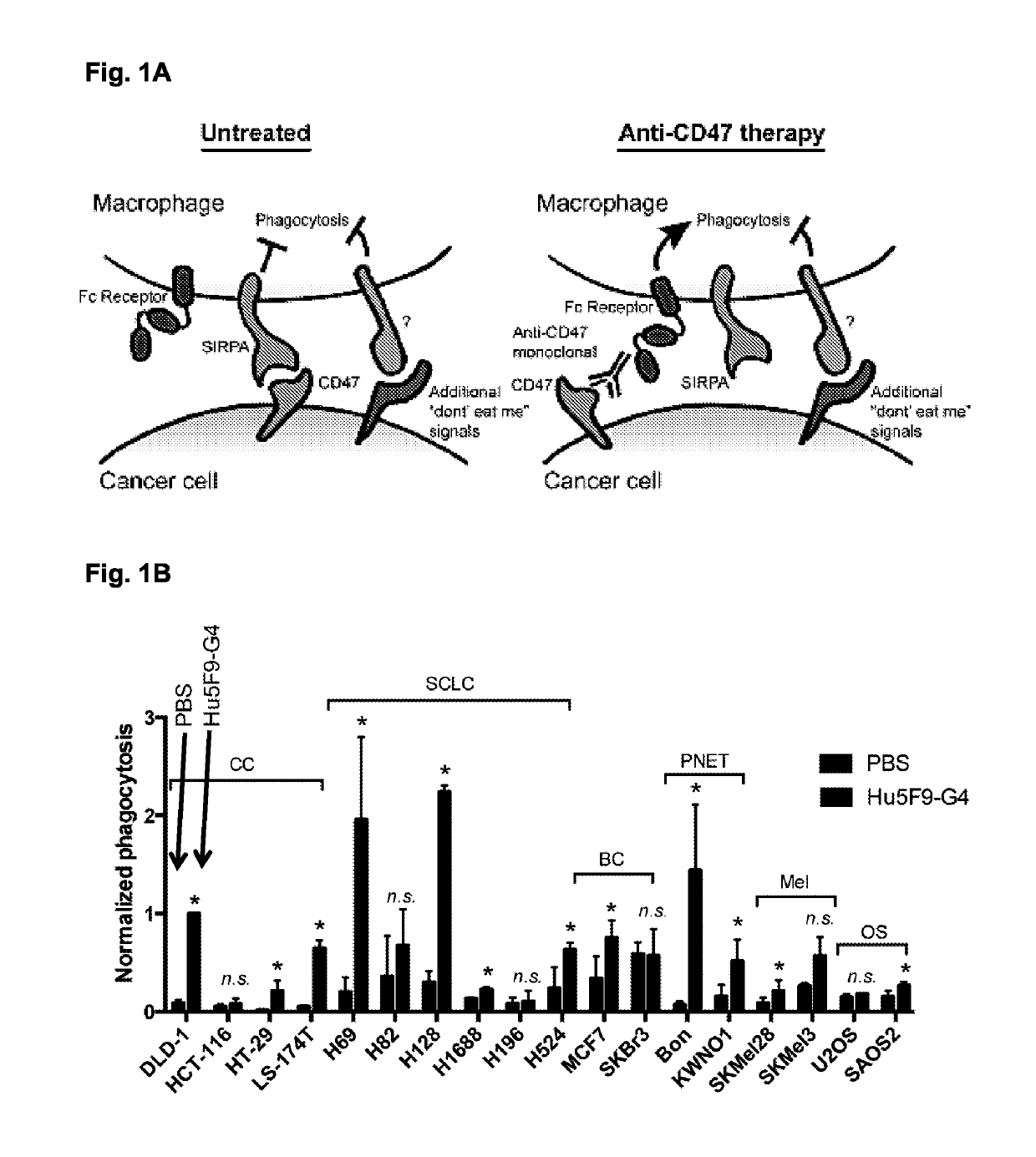 Compositions and methods for inducing phagocytosis of MHC class I positive cells and countering anti-CD47/SIRPA resistance