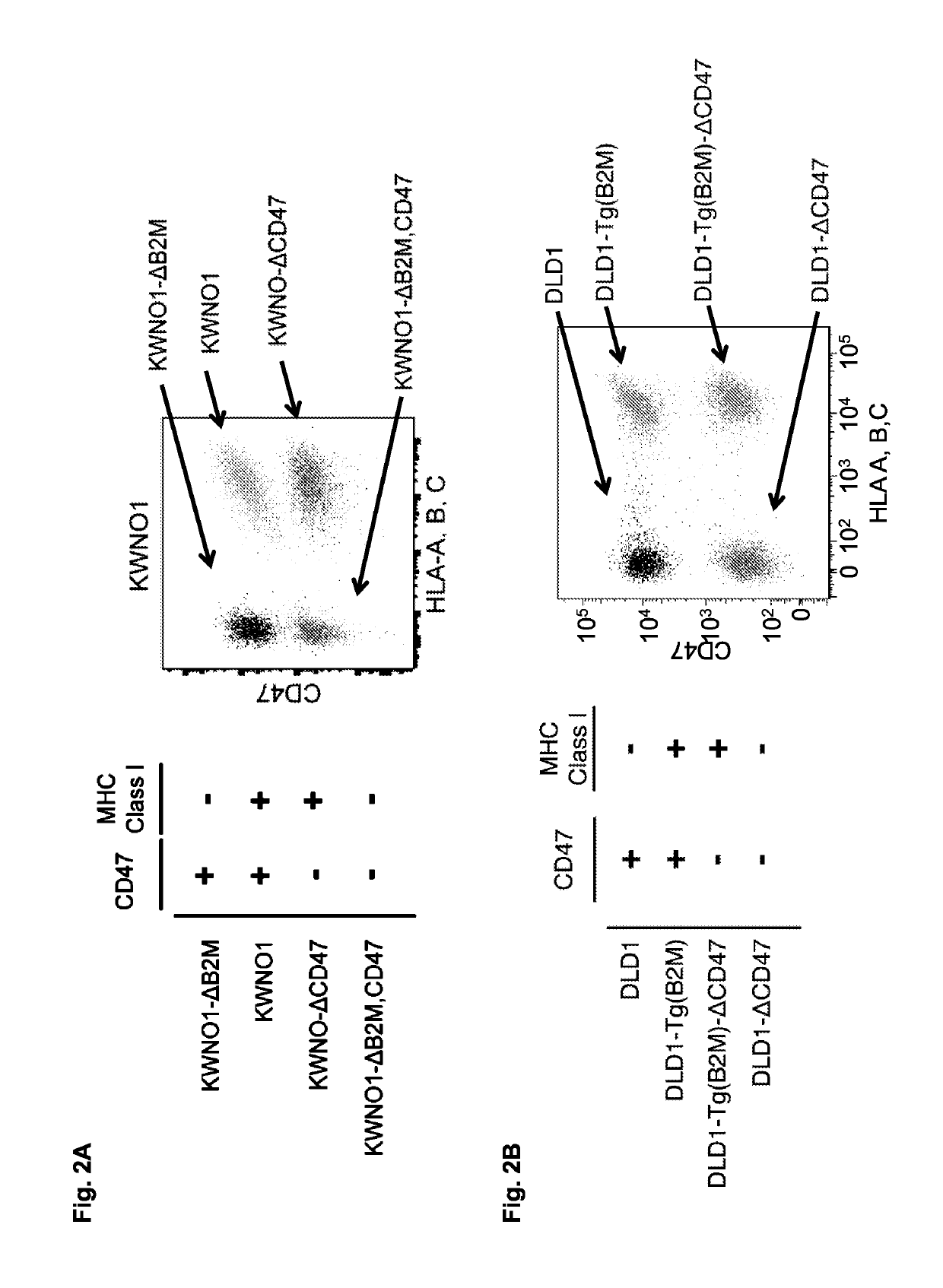 Compositions and methods for inducing phagocytosis of MHC class I positive cells and countering anti-CD47/SIRPA resistance