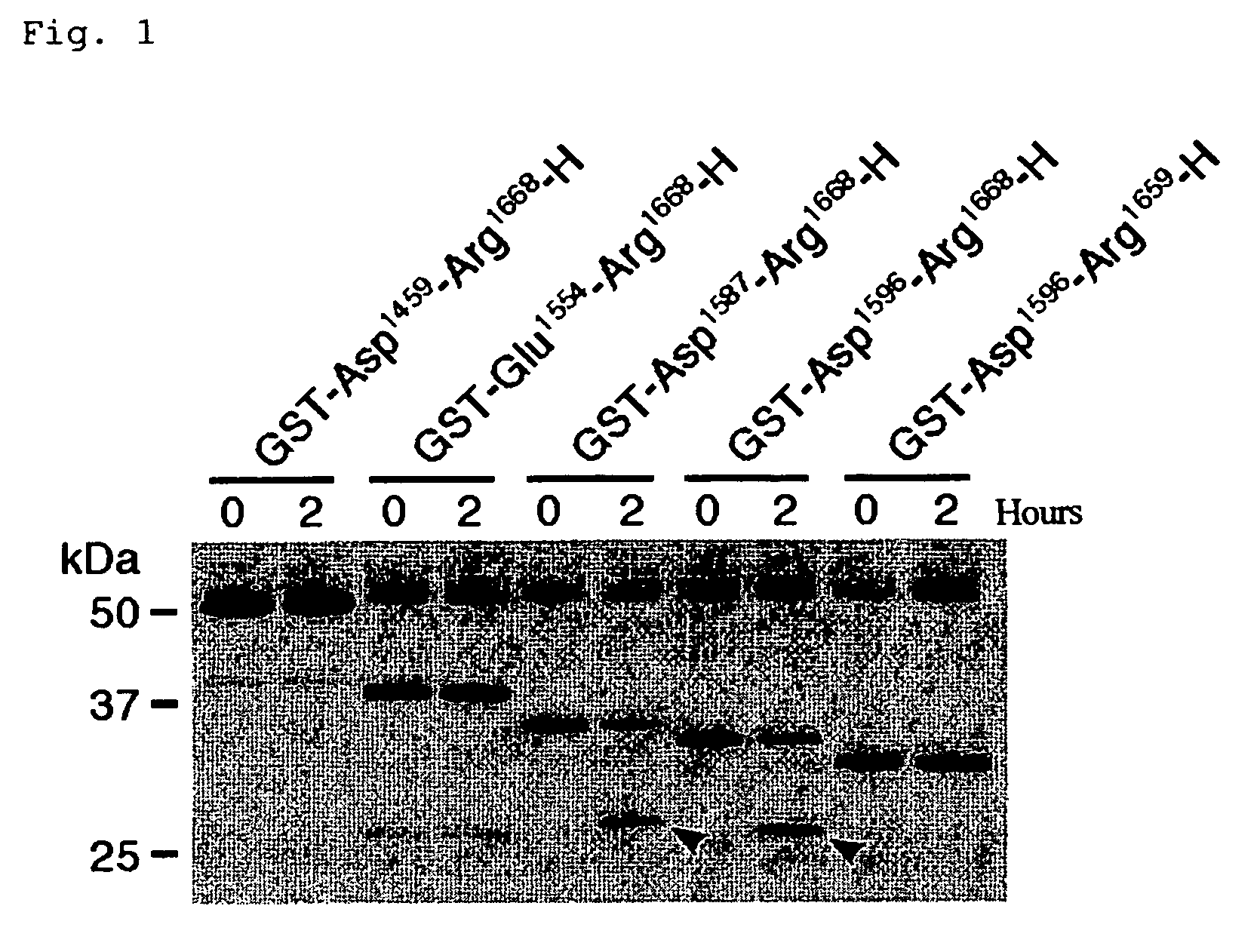 Substrate polyeptides for von Willebrand factor cleaving protease ADAMTS-13