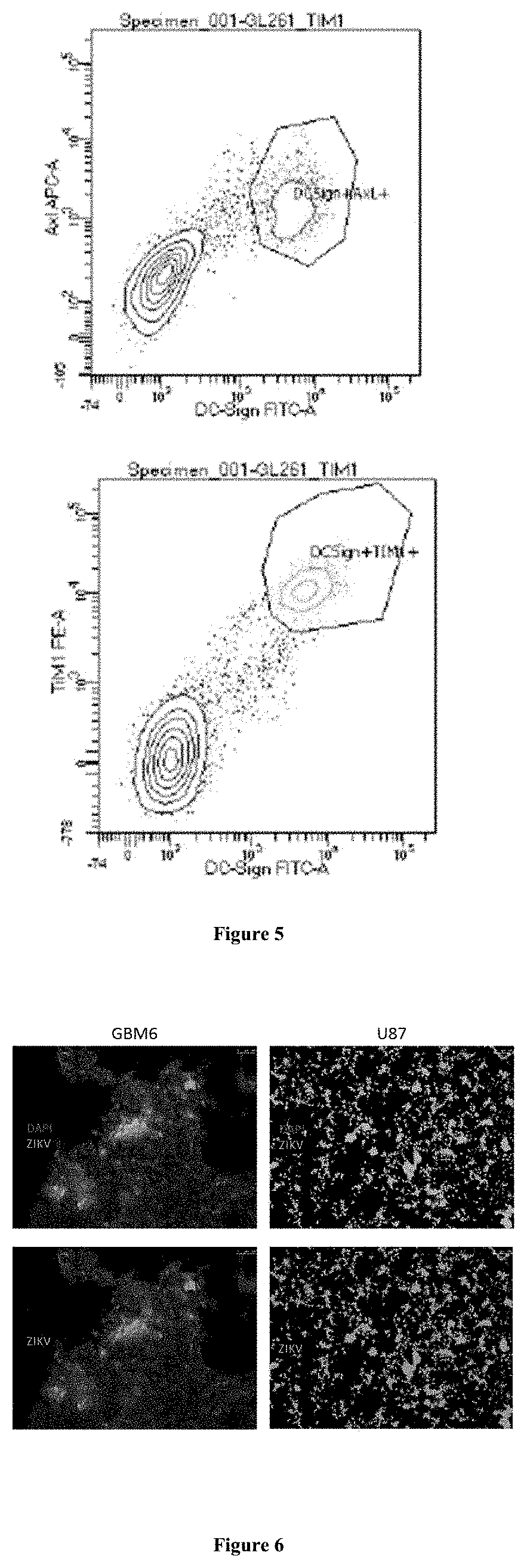 Methods and compositions for treating glioma and medulloblastoma brain tumors using the zika virus