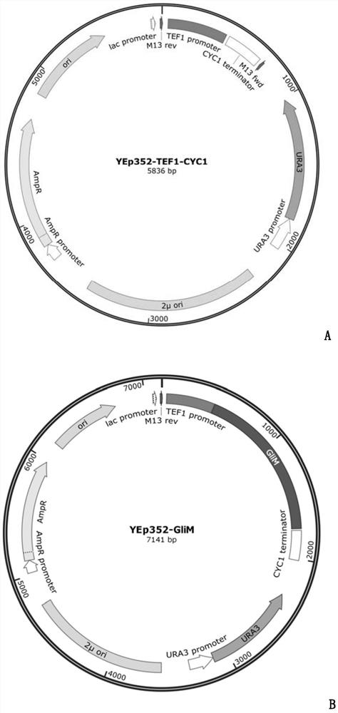 Deep-sea fungus FS140 anti-gliotoxin self-protection gene GliM and application thereof