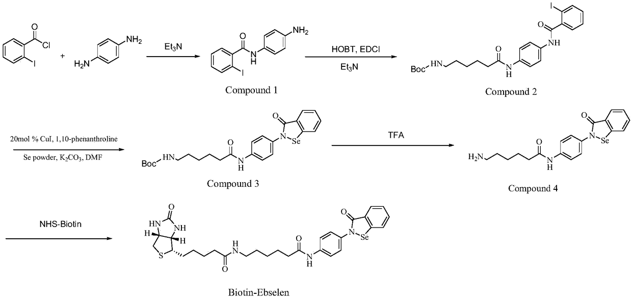 Biotin-labeled ebselen probe, and preparation method and application of probe