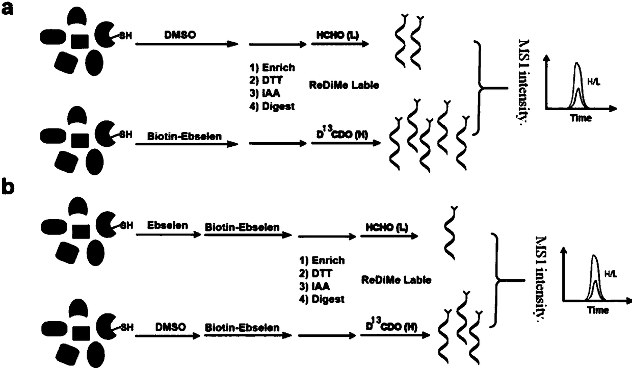 Biotin-labeled ebselen probe, and preparation method and application of probe