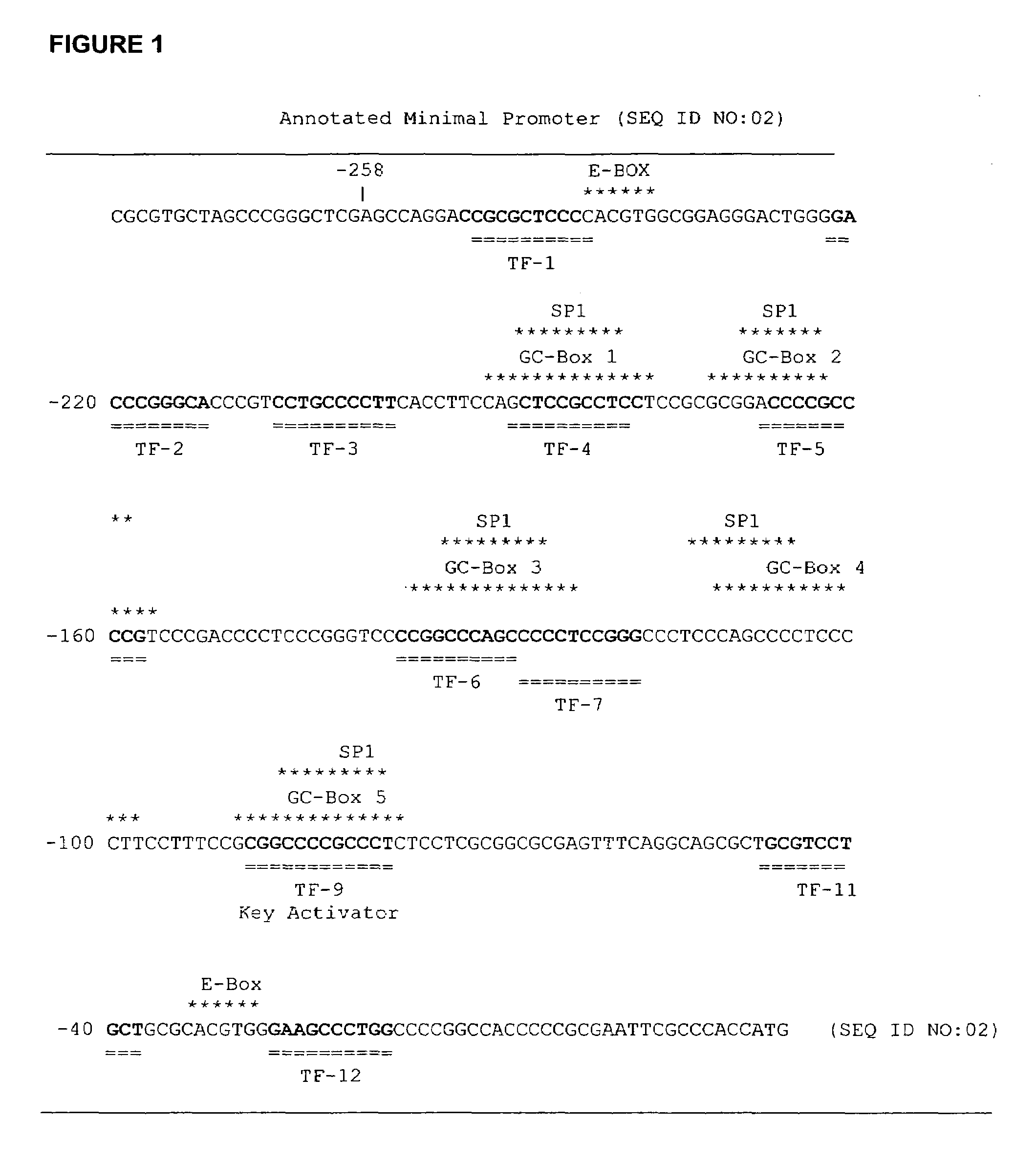 Methods and compositions for modulating telomerase reverse transcriptase (TERT) expression