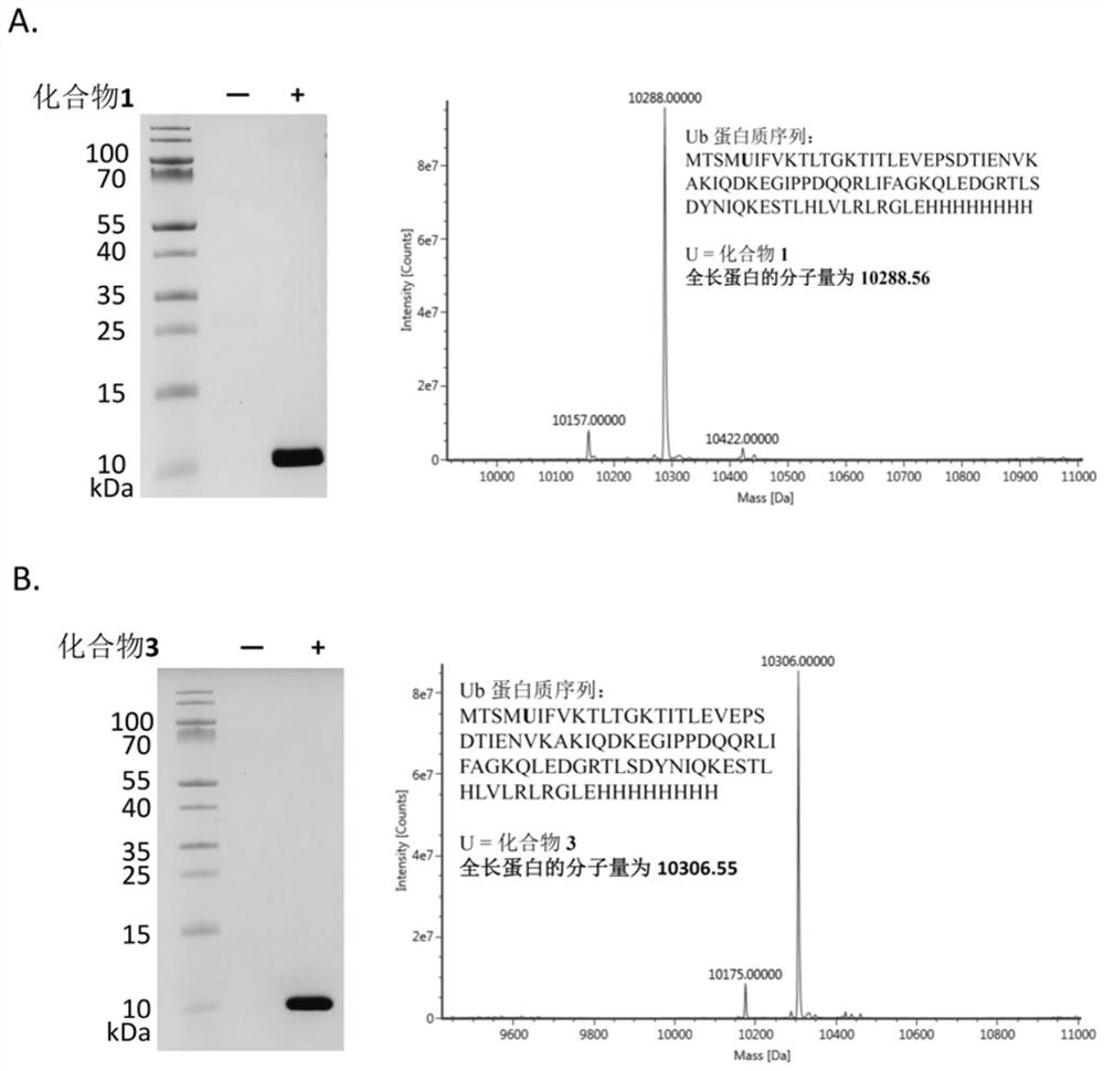 Non-natural amino acid and application thereof in protein site-specific modification and protein interaction