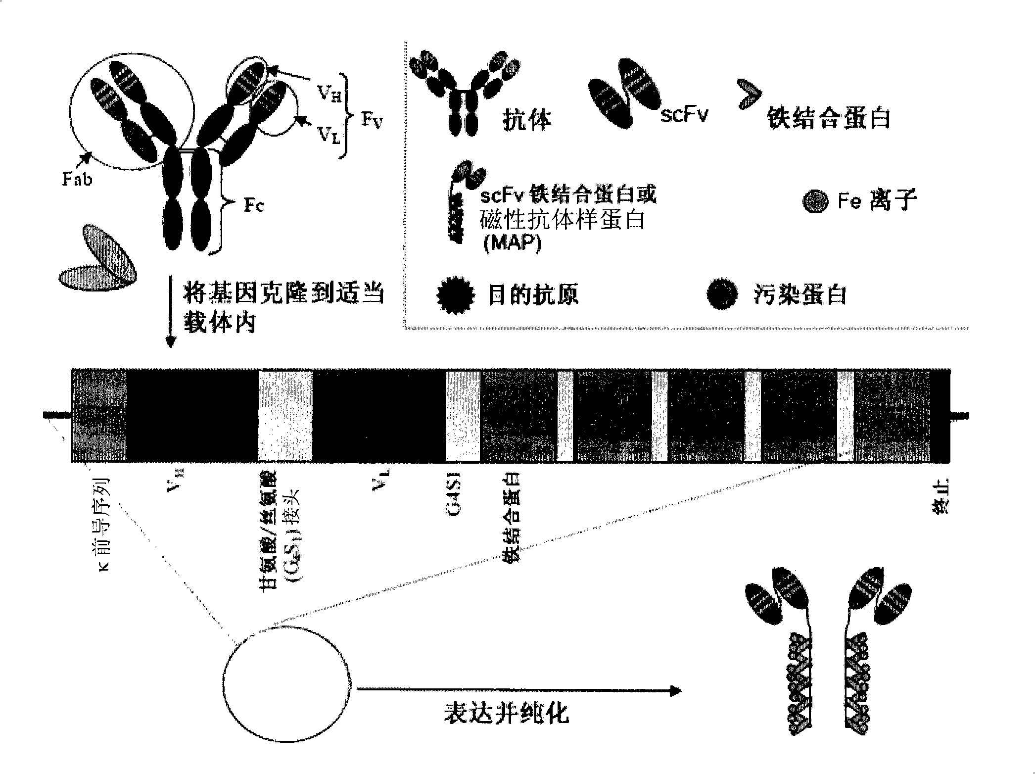 Magnetic recognition system