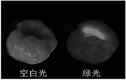 Method for producing fluorescent magnetic powder dual anti-counterfeiting pelleted seed, pelleted seed and detection method