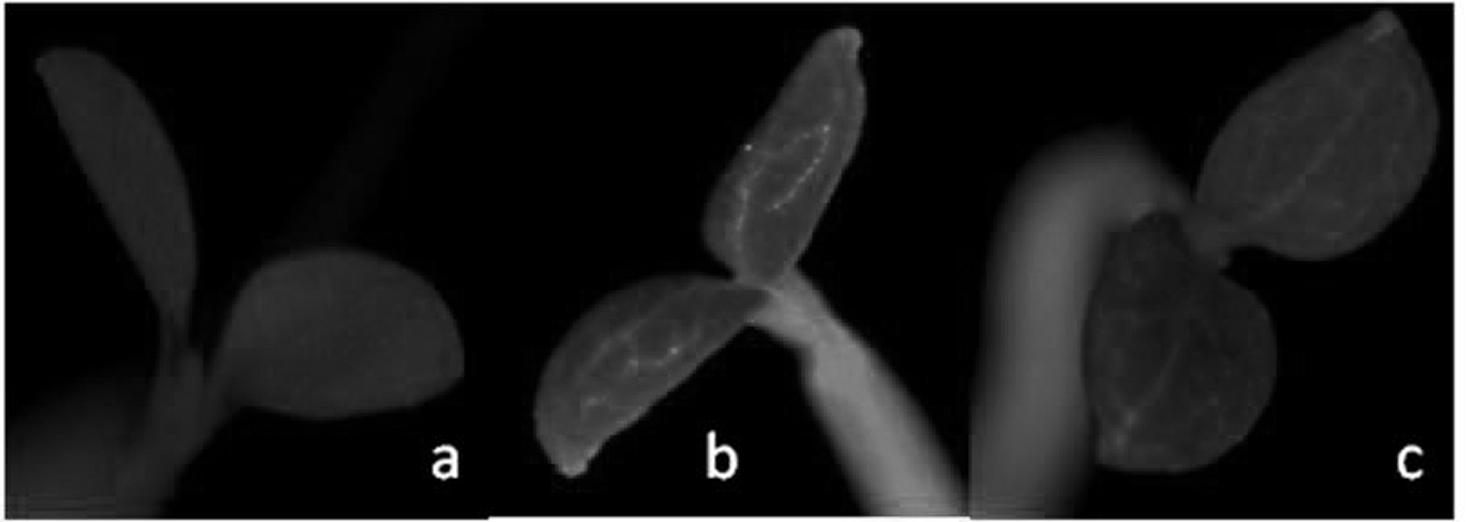 Method for producing fluorescent magnetic powder dual anti-counterfeiting pelleted seed, pelleted seed and detection method