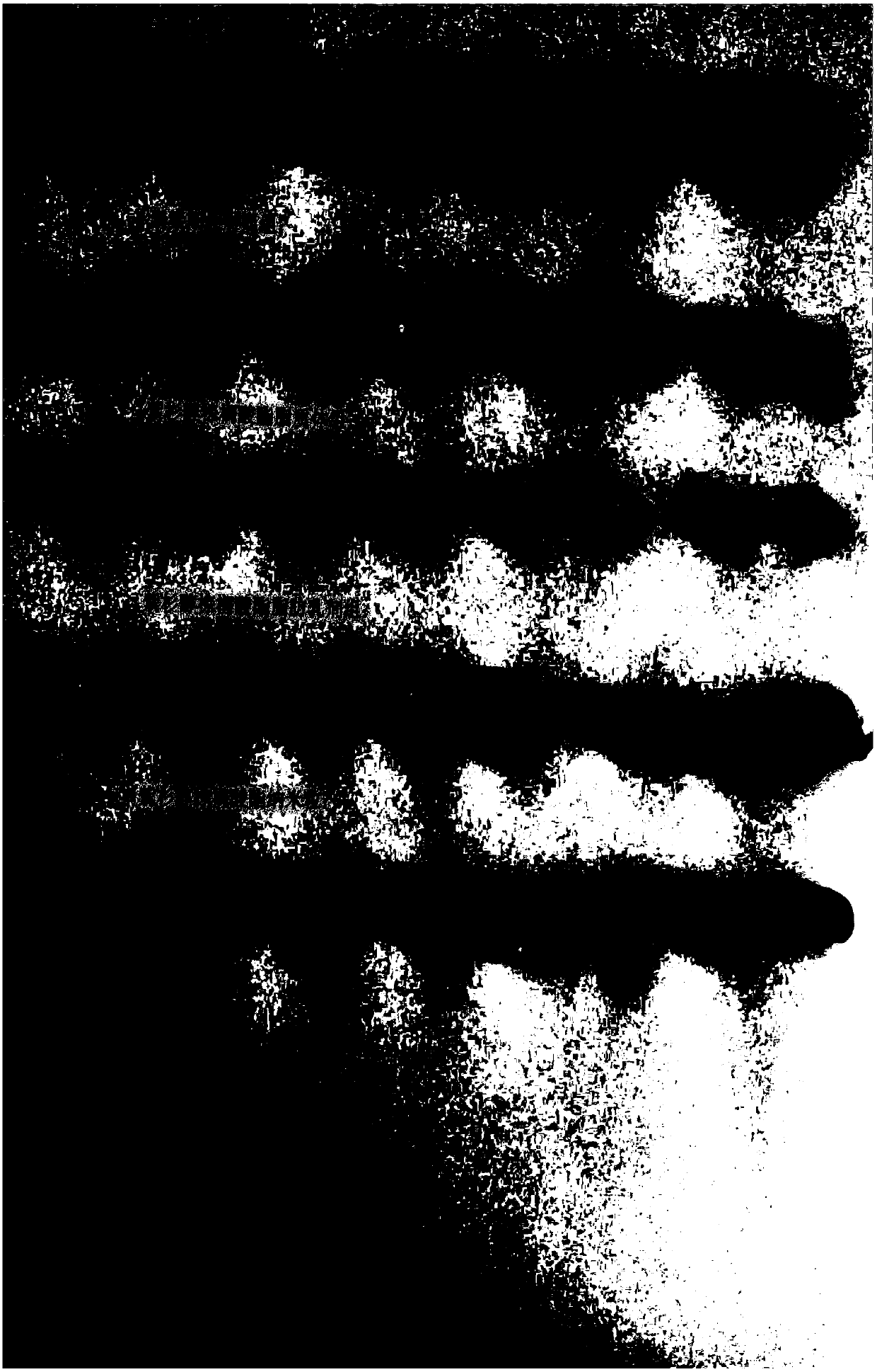 A kind of paclitaxel palmitate liposome and preparation method thereof