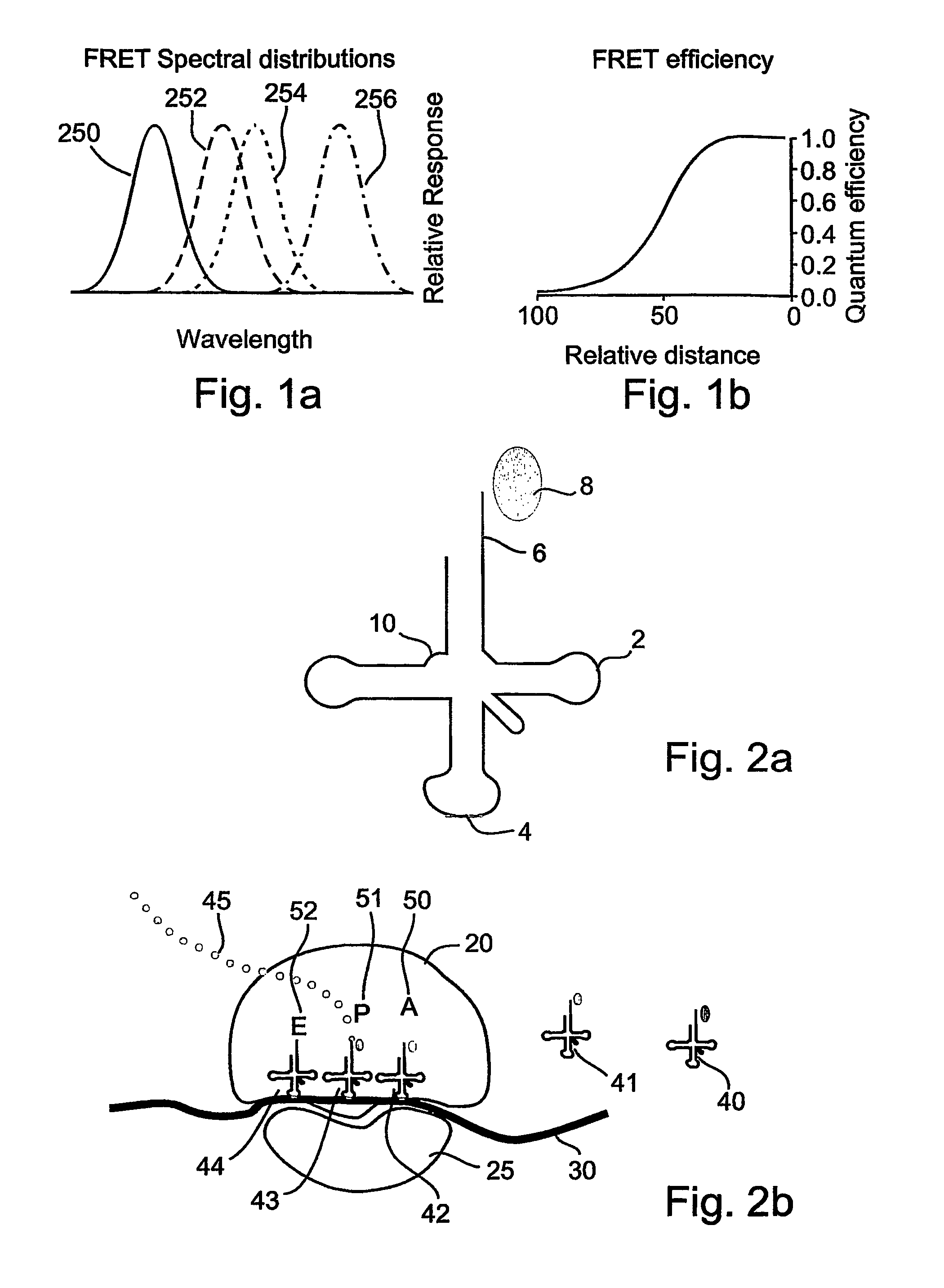 Protein synthesis monitoring (PSM)