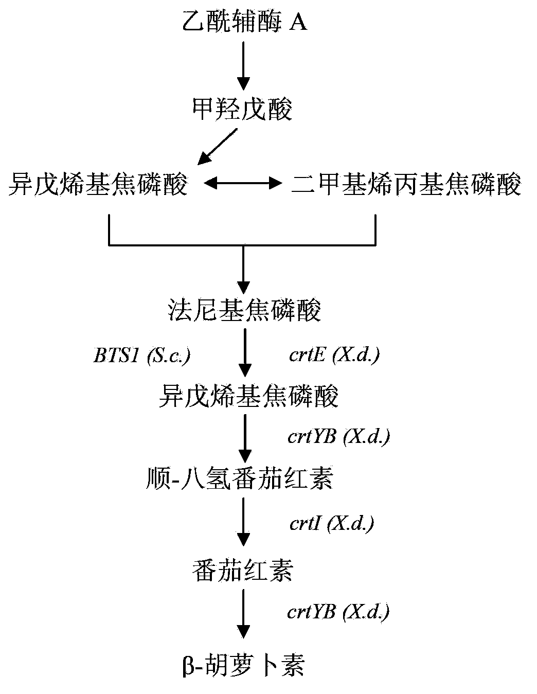 Construction method of genetically engineered bacterium for producing beta-carotene