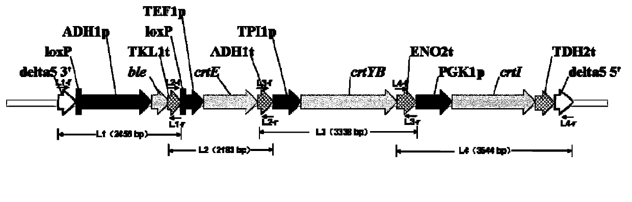 Construction method of genetically engineered bacterium for producing beta-carotene