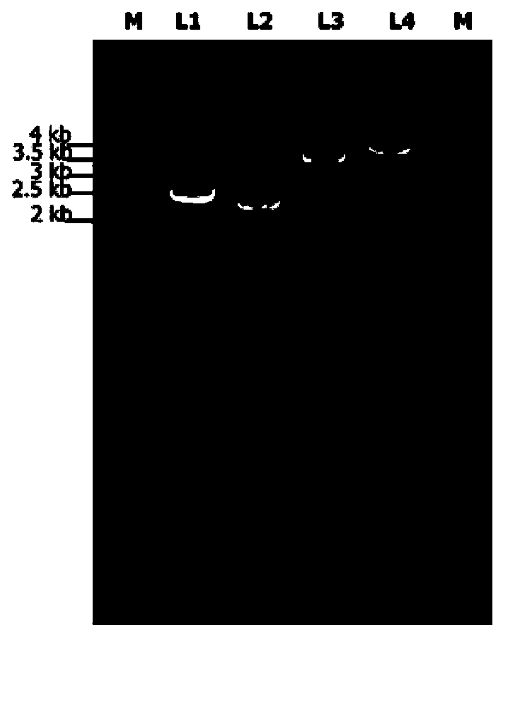 Construction method of genetically engineered bacterium for producing beta-carotene