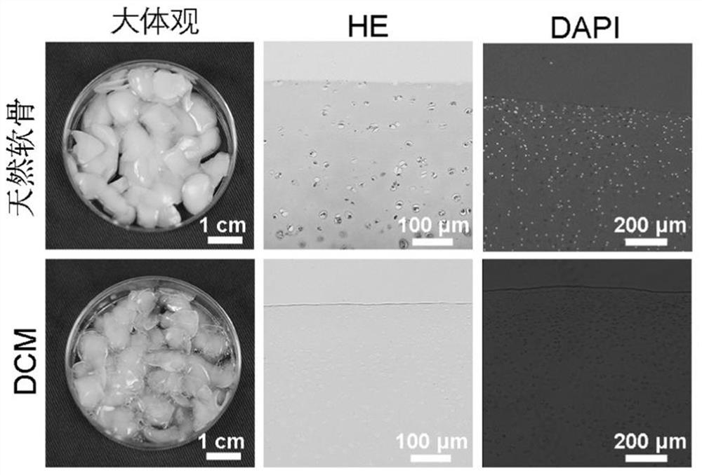 A kind of bioink containing stem cell exosome and its manufacturing method