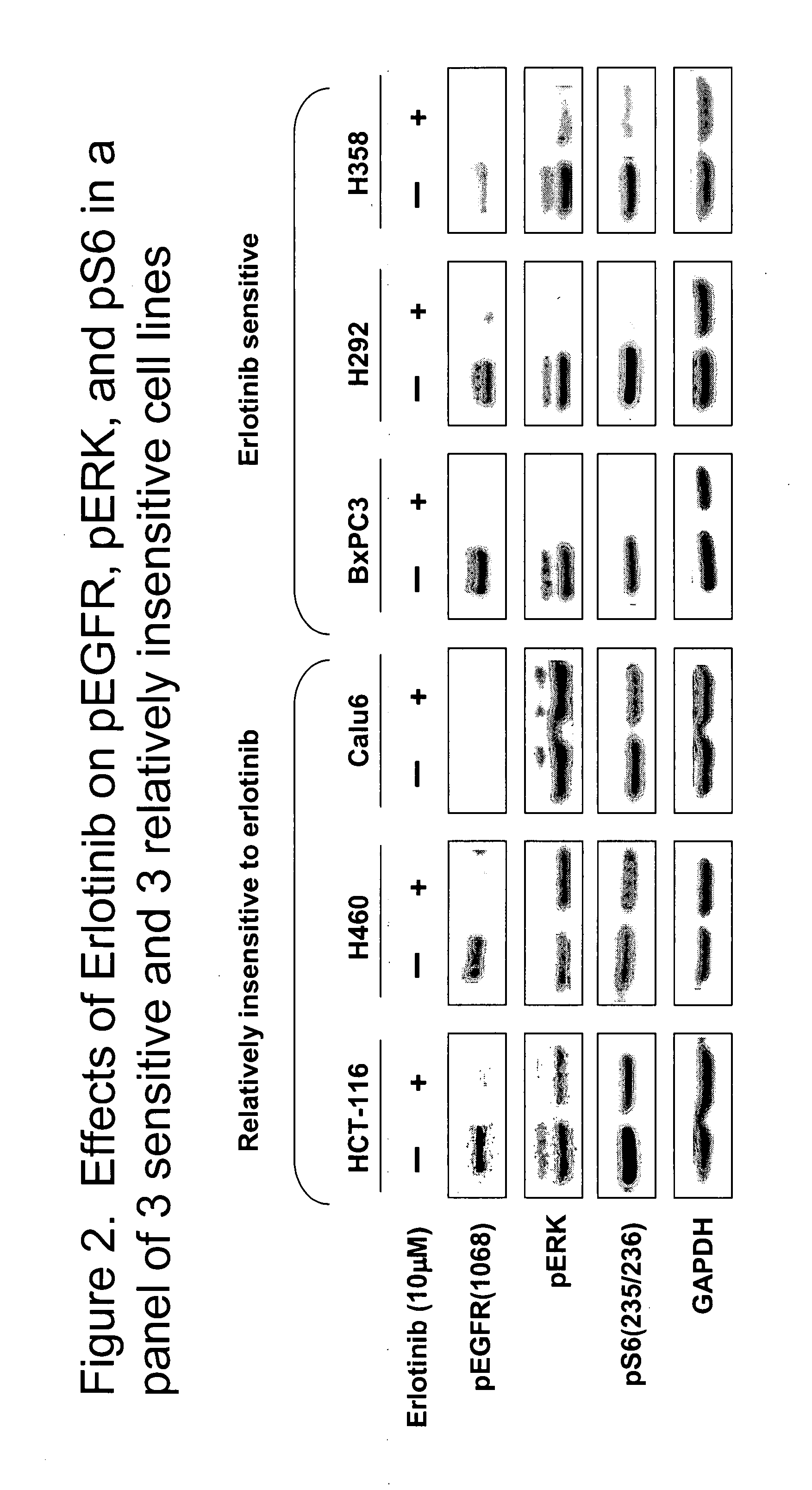 Combined treatment with an EGFR kinase inhibitor and an agent that sensitizes tumor cells to the effects of EGFR kinase inhibitors