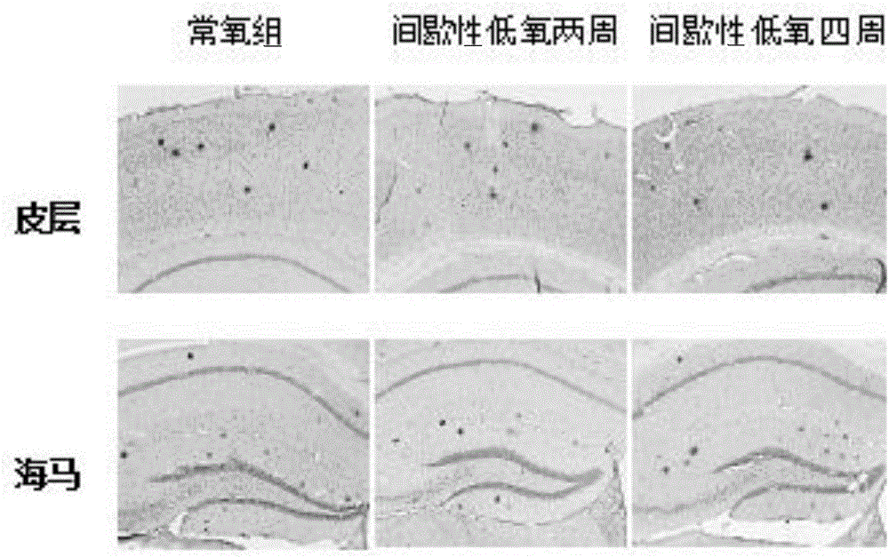 Intermittent hypoxia method and application thereof in aspect of improving cognitive function