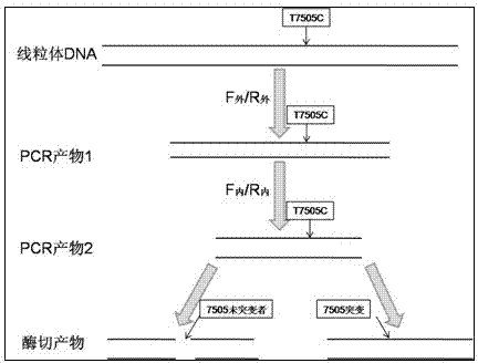 Kit for detecting deaf related mitochondrial T7505C mutation, and application thereof