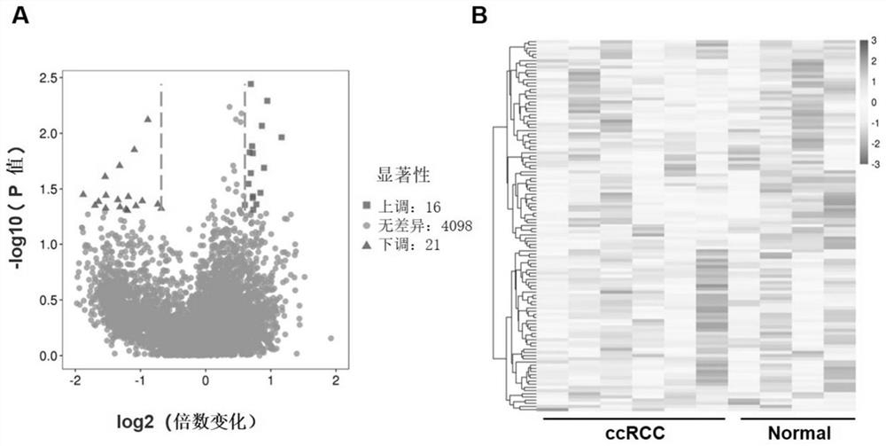 Renal clear cell carcinoma circRNA biomarker, screening method and diagnostic kit