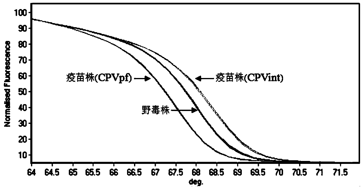 PCR-HRM primer and method for rapidly distinguishing wild strain and vaccine strain of canine parvovirus