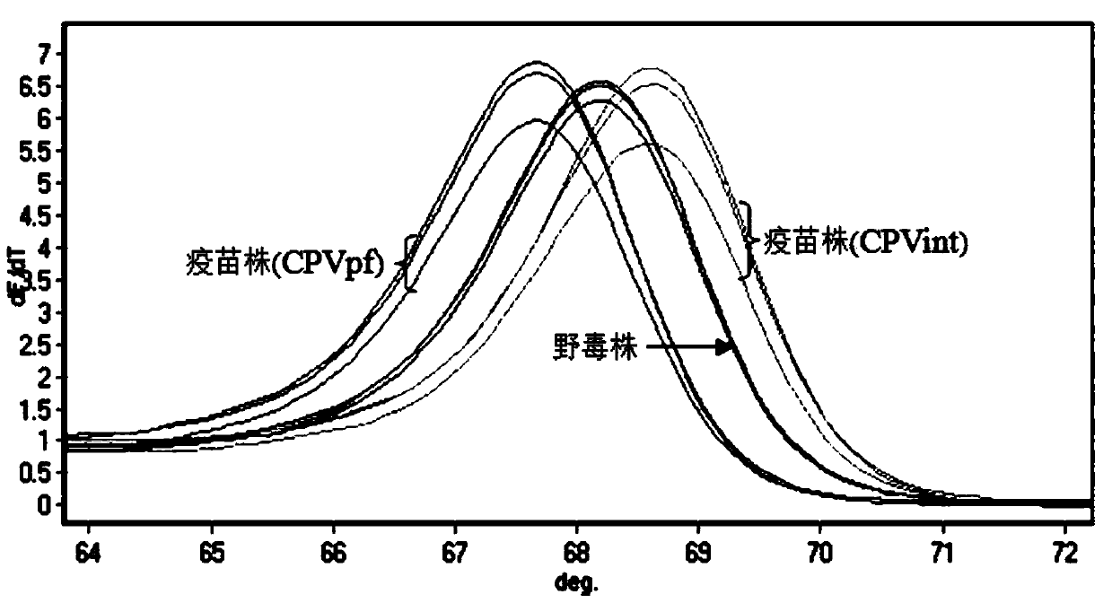 PCR-HRM primer and method for rapidly distinguishing wild strain and vaccine strain of canine parvovirus