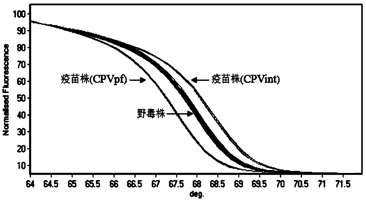 PCR-HRM primer and method for rapidly distinguishing wild strain and vaccine strain of canine parvovirus