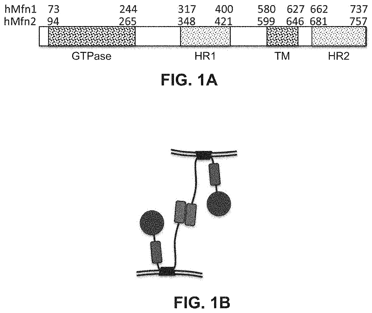 Peptide regulators of mitochondrial fusion and methods of use