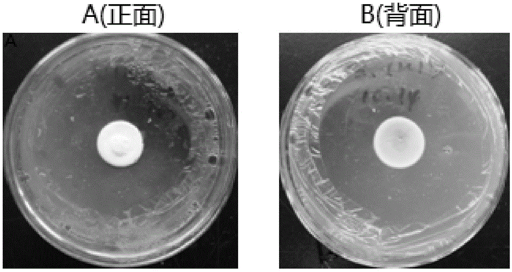 Coix lacroyma-jobi L.var.ma-yuen (Roman.) Stapf endophytic fungus and application thereof