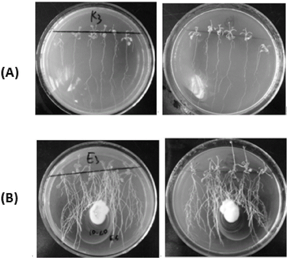 Coix lacroyma-jobi L.var.ma-yuen (Roman.) Stapf endophytic fungus and application thereof