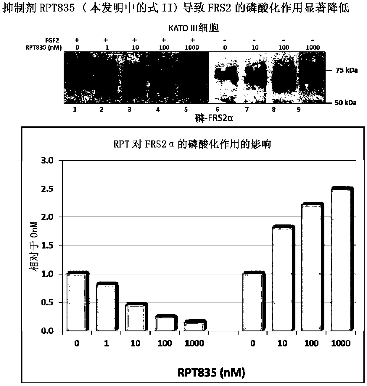 Selective inhibitors that interfere with the interaction of fibroblast growth factor receptor and Frs2 for the prevention and treatment of cancer and other diseases