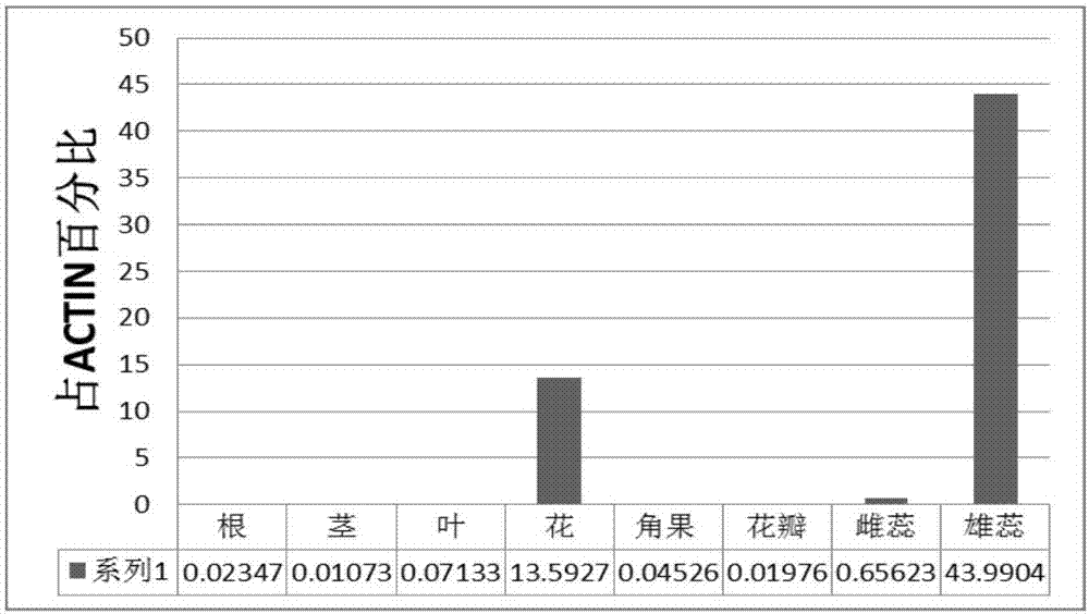 Brassica napus p17673 promoter and its preparation method and application