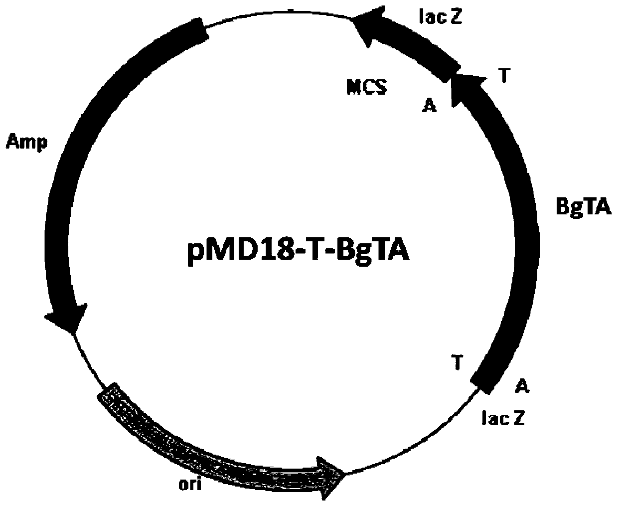 Transaminase-PLP co-immobilized enzyme and preparation and application thereof