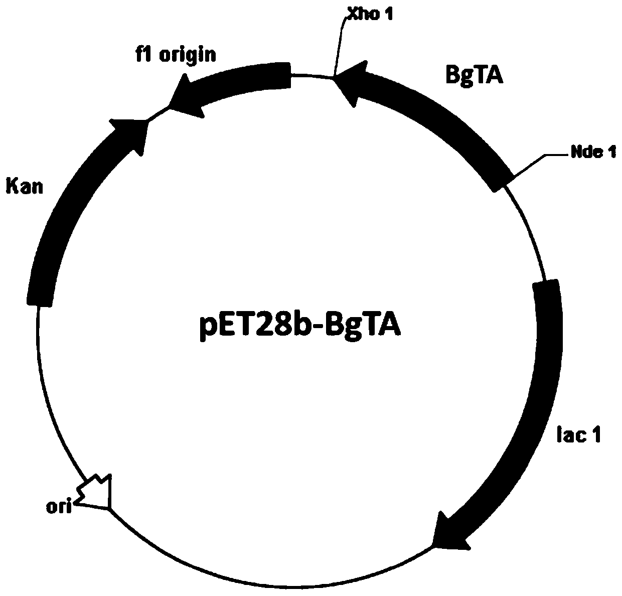 Transaminase-PLP co-immobilized enzyme and preparation and application thereof