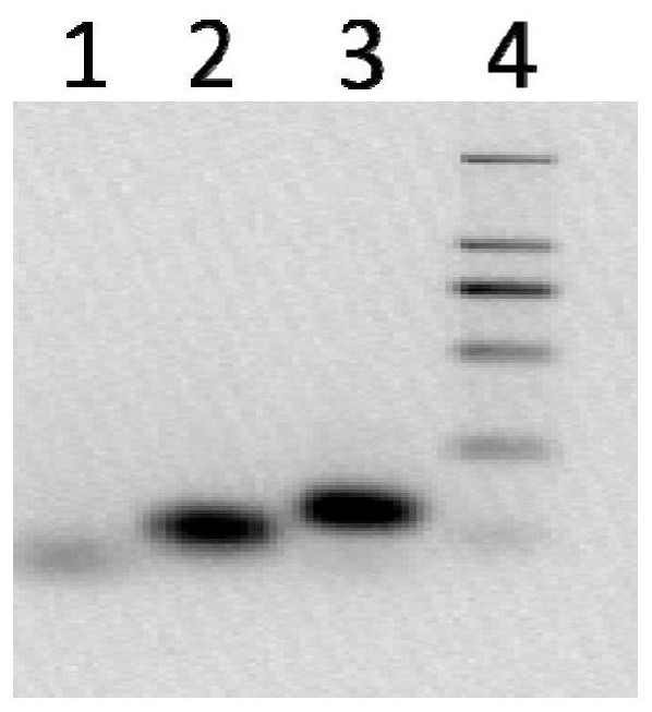 Primer group and kit for nucleic acid detection of SARS-CoV-2 virus and application of primer group and kit