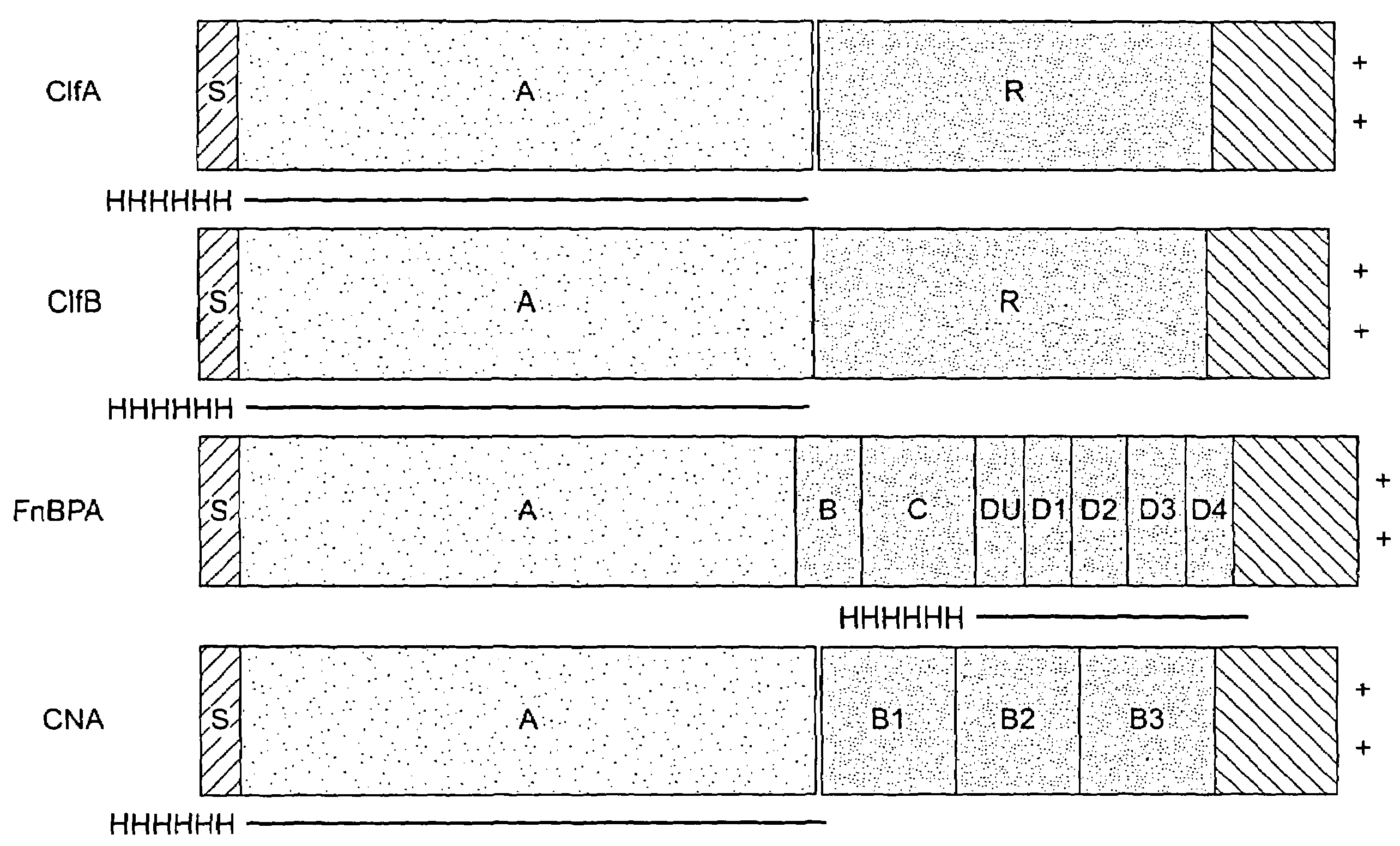 Multicomponent vaccines