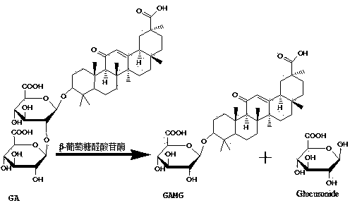 Dongxiang wild rice endophytic fungus strain capable of transforming glycyrrhizic acid to produce glycyrrhetinic acid monoglucuronide