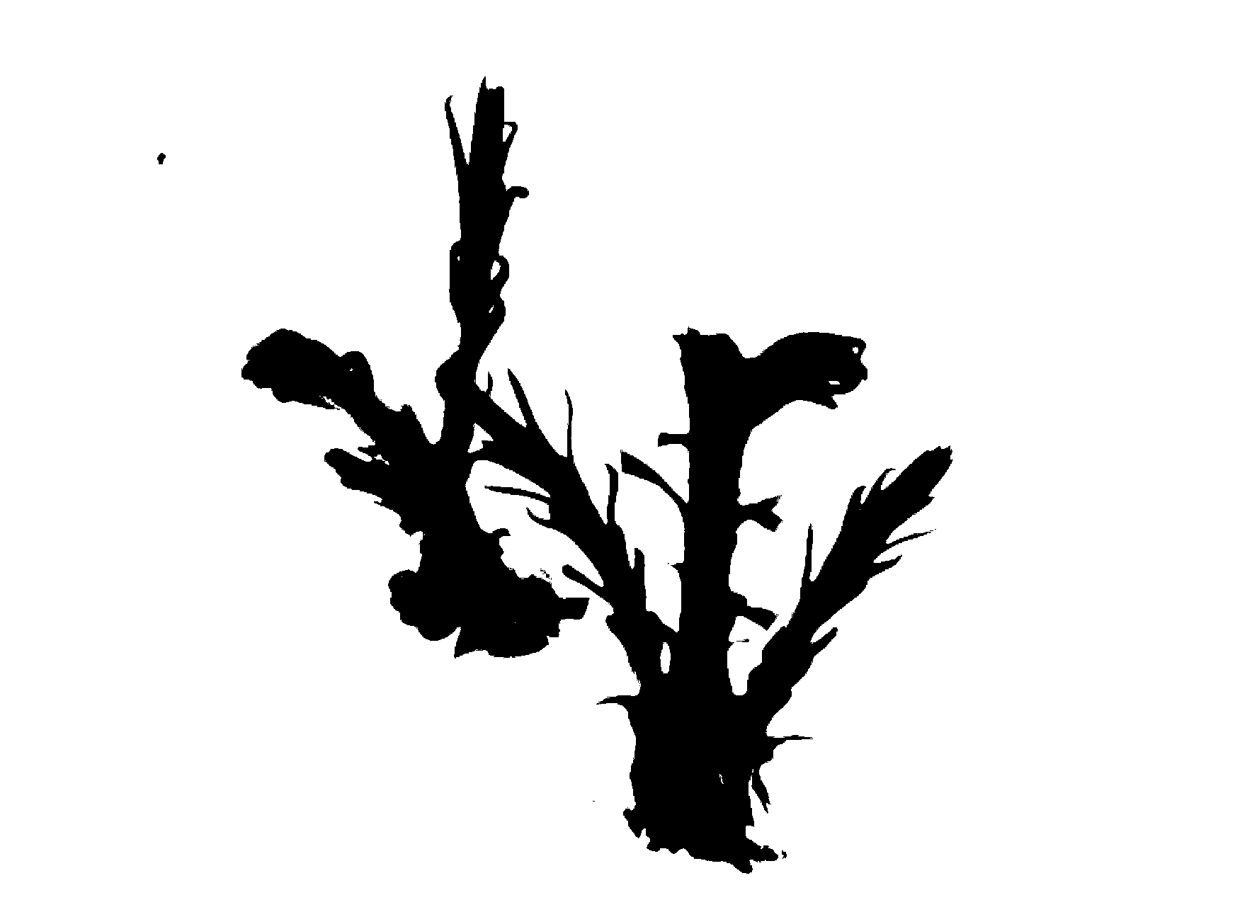 Primary fir wood culture bud induction method