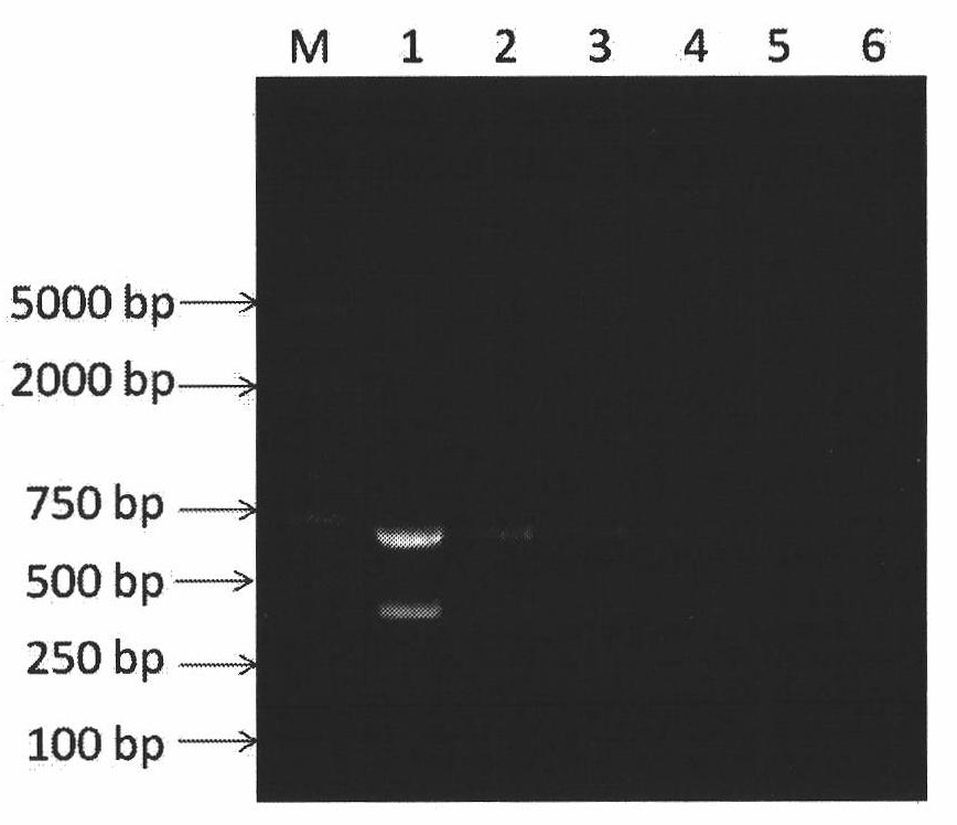 Kit for simultaneously detecting classical strains and variant strains of porcine reproductive and respiratory syndrome virus and detection method thereof