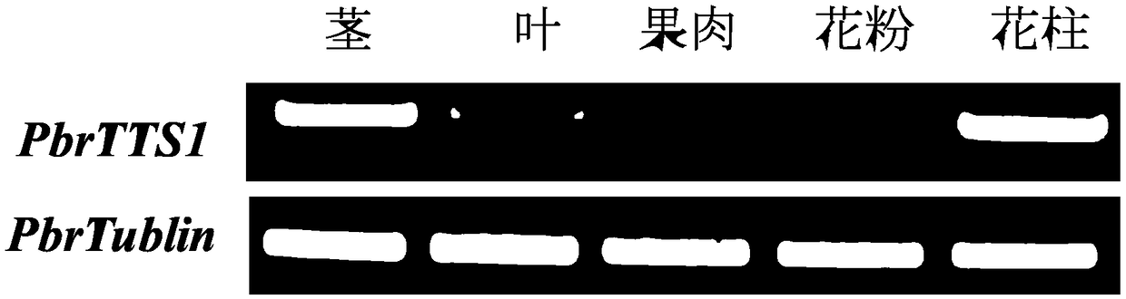 Protein PbrTTS1 with pollen tube growth promoting function of Dangshan pears and coding gene and application of protein