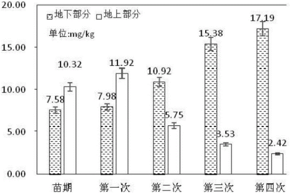 Method for restoring soil heavy metal cadmium pollution by use of herba cichorii