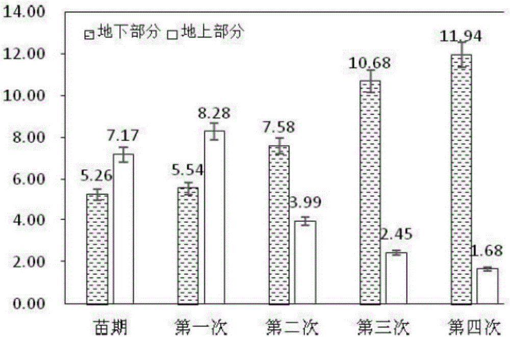 Method for restoring soil heavy metal cadmium pollution by use of herba cichorii