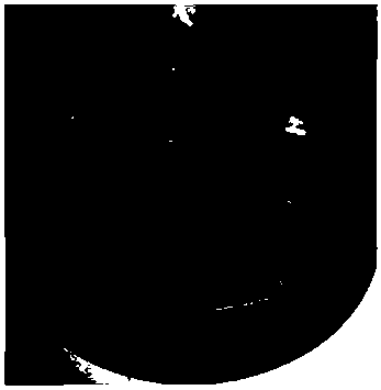 Method for constructing artificial seeds with pleione protocorm as propagule