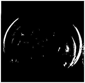 Method for constructing artificial seeds with pleione protocorm as propagule