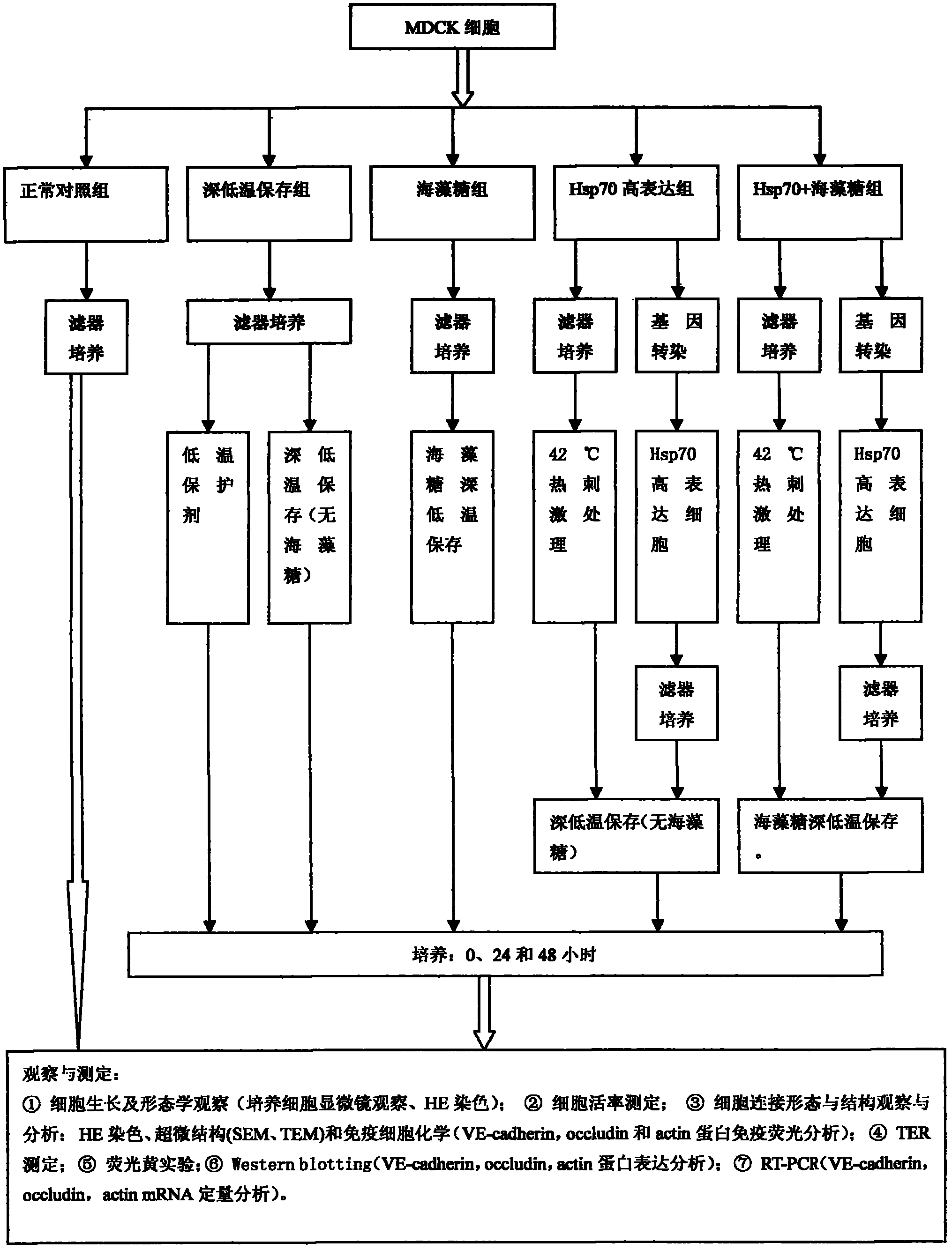 Cryopreservation method for protecting cell junction