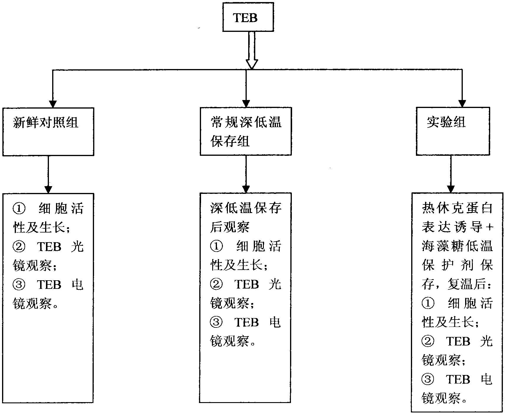 Cryopreservation method for protecting cell junction