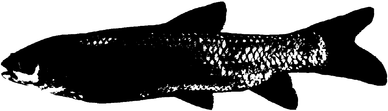 Distant hybridization method for grass carp and erythroculter ilishaeformis subfamily