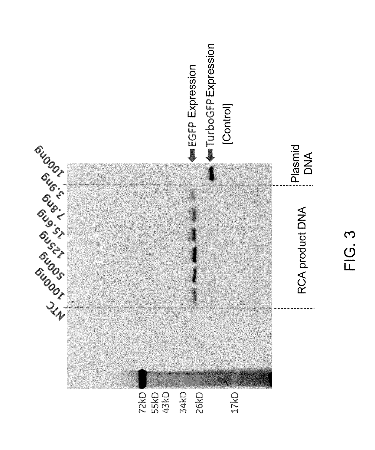 Cell-free protein expression using double-stranded concatameric DNA