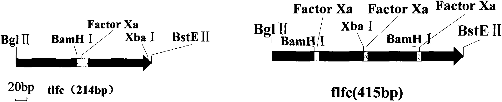 Bovine lactoferrin antibacterial peptide fusion protein, coding gene and application thereof