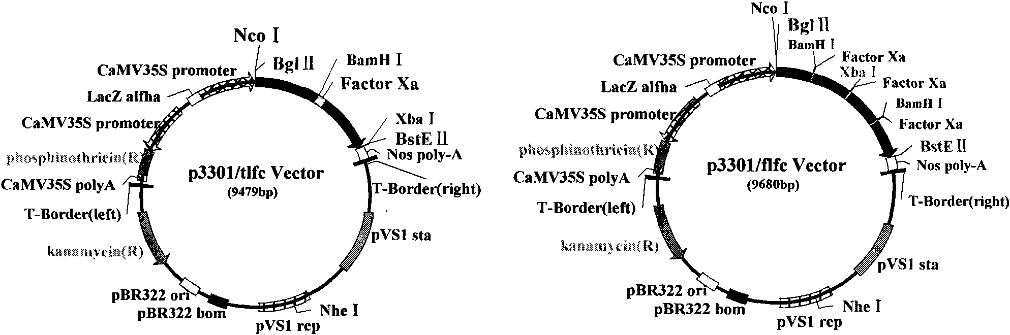 Bovine lactoferrin antibacterial peptide fusion protein, coding gene and application thereof